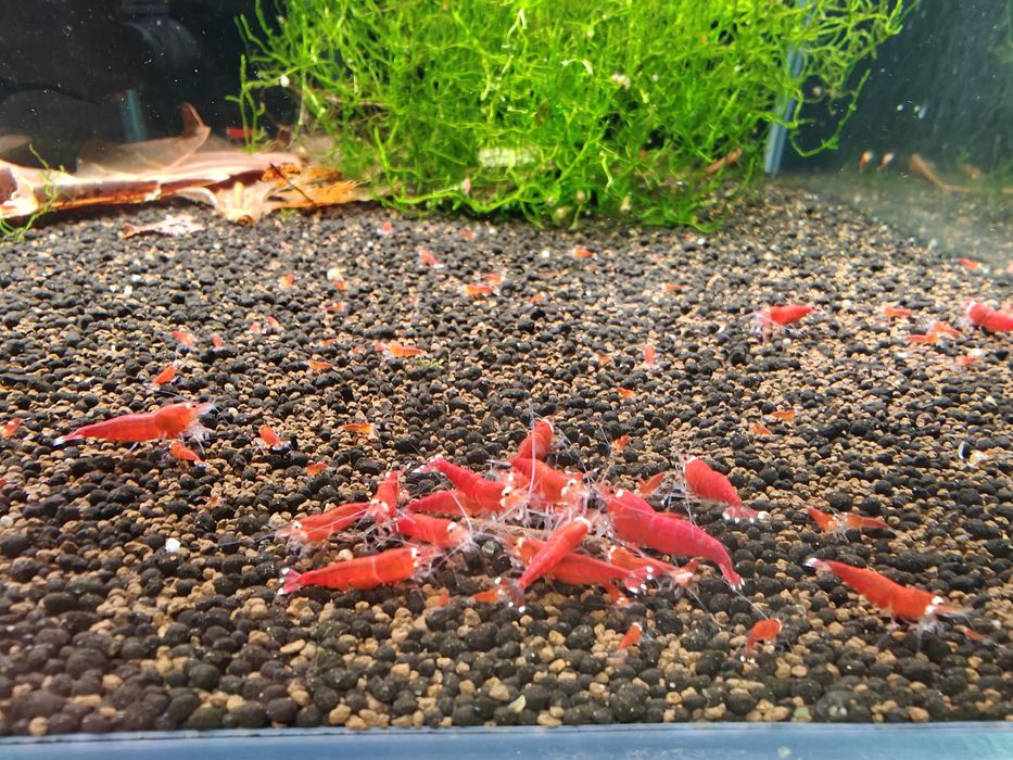 Krewetki Caridina Super Crystal Red Extreme Santa