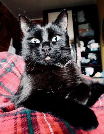 ПРОПАЛА чёрная кошка