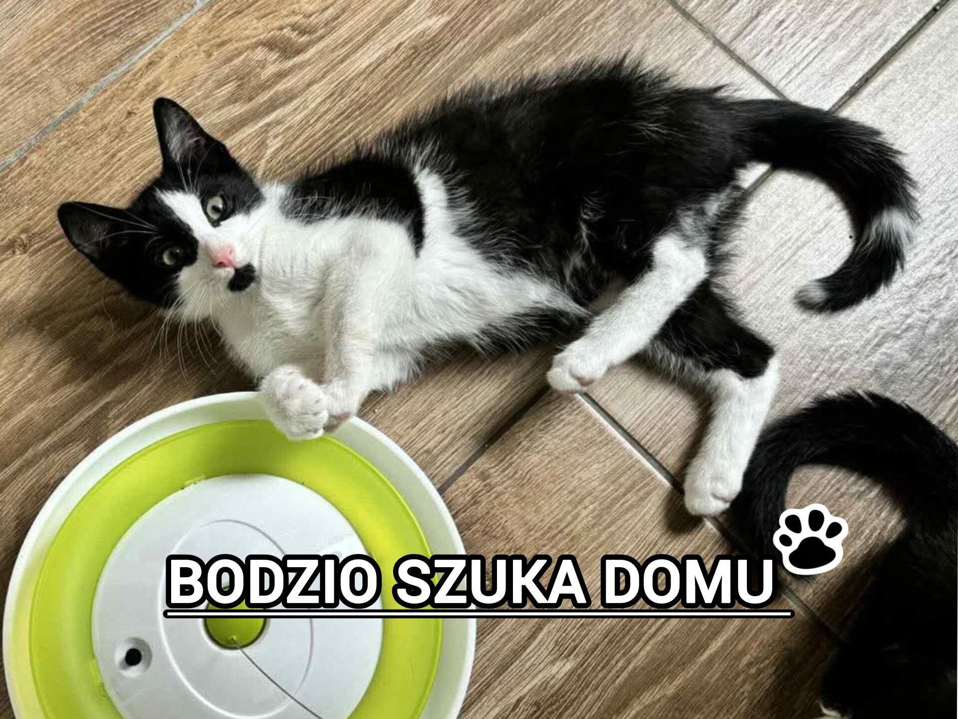 Bodzio szuka domu