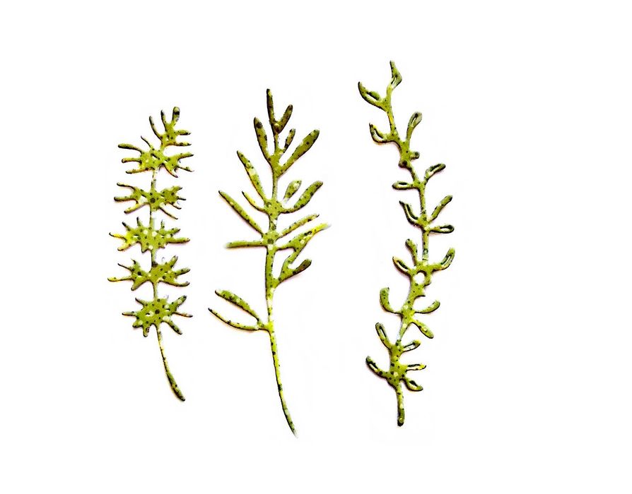 Wykrojnik 3  podłużne gałązki   * koperek*