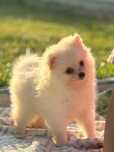 Lulu da Pomerânia menina Miniatura