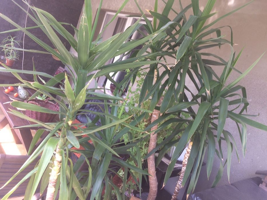 Dwie duże kwiaty palmy