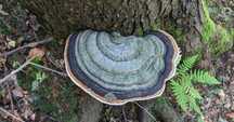 Pniarek obrzeżony (Fomitopsis pinicola).