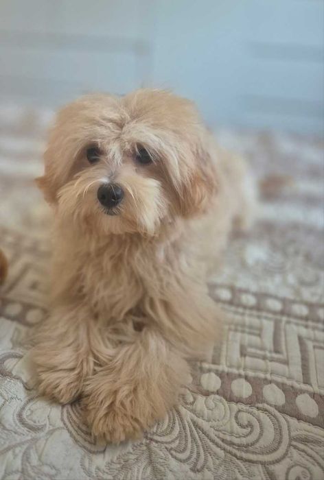 Девочка мальтипу Ф - 1.