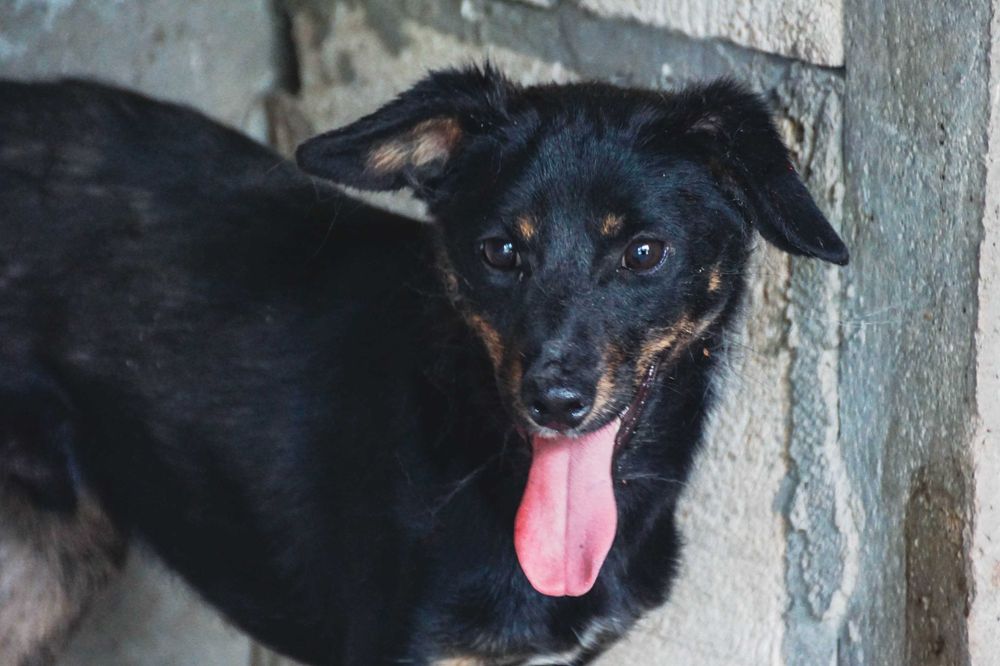 Linar - nieiwelki pies szuka domu