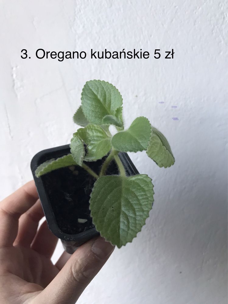 Oregano kubańskie w doniczce