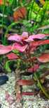 Rosliny akwariowe, Zabienica, Ludwigia Czerwona, Kryptokoryna, Anubias