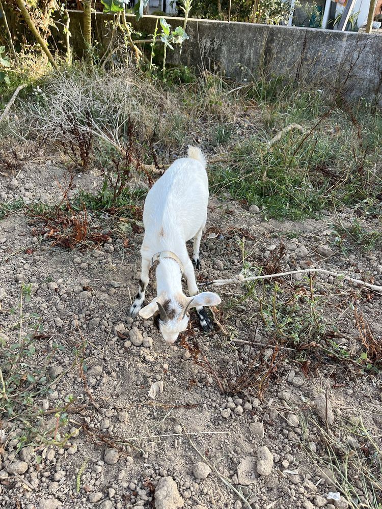 Casal cabras anas com filha