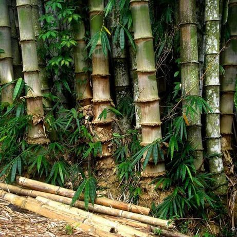 Bambu ferro 30 sementes