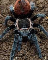 Самочка для новичков Brachypelma vagans паук птицеед отправка Украина