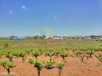 Herdade de Vinha com 8 Hectares - Estremoz