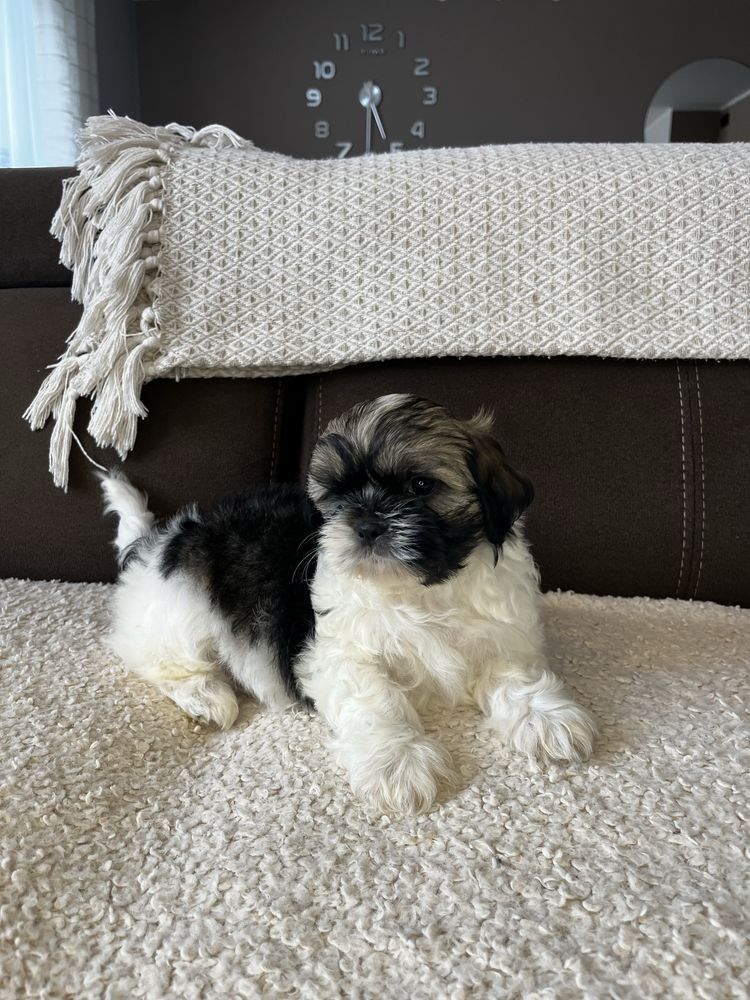 Urokliwy Piesek Shih Tzu Gotowy Do Odbioru