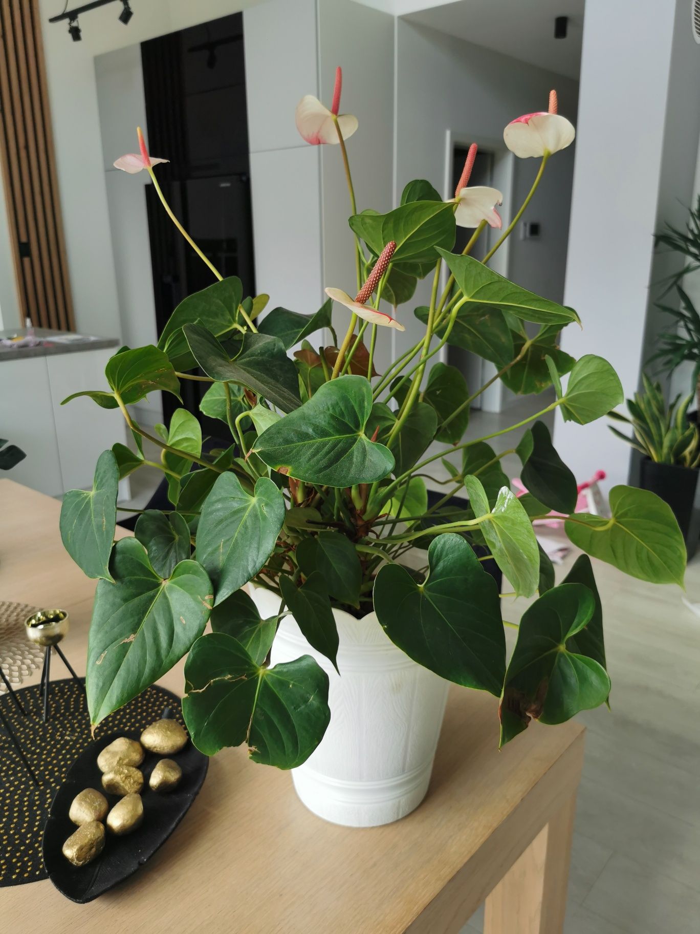 ANTURIUM różowe AMALIA ELEGANCE | XL kwiat do biura domu pracy