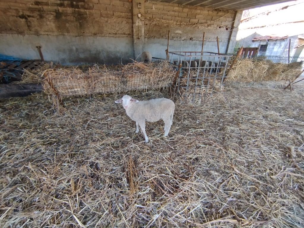 Borrego laucane 3 meses