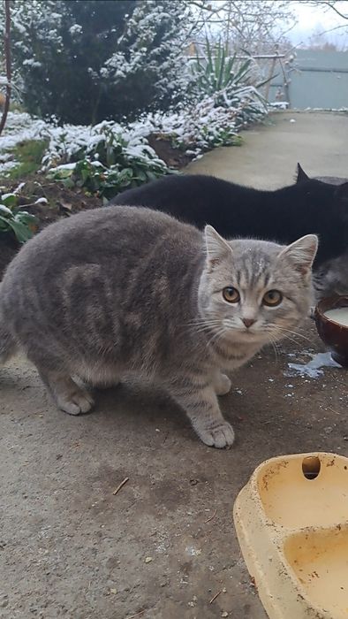 Маю шикарне кошеня британське кошеня на Миколая