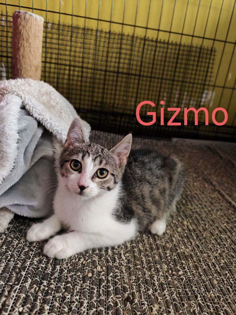 Pięć kocurków do adopcji