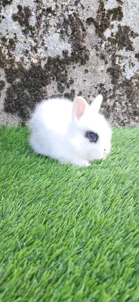Coelho Anão Angora