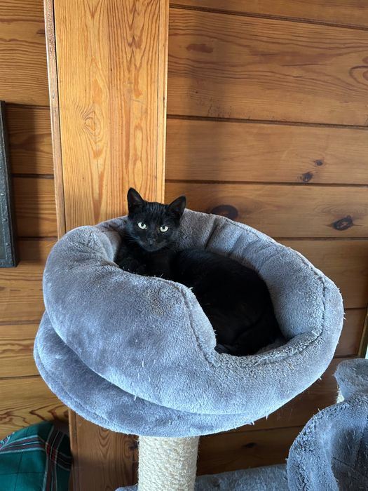 Czarna kotka Luna szuka domu