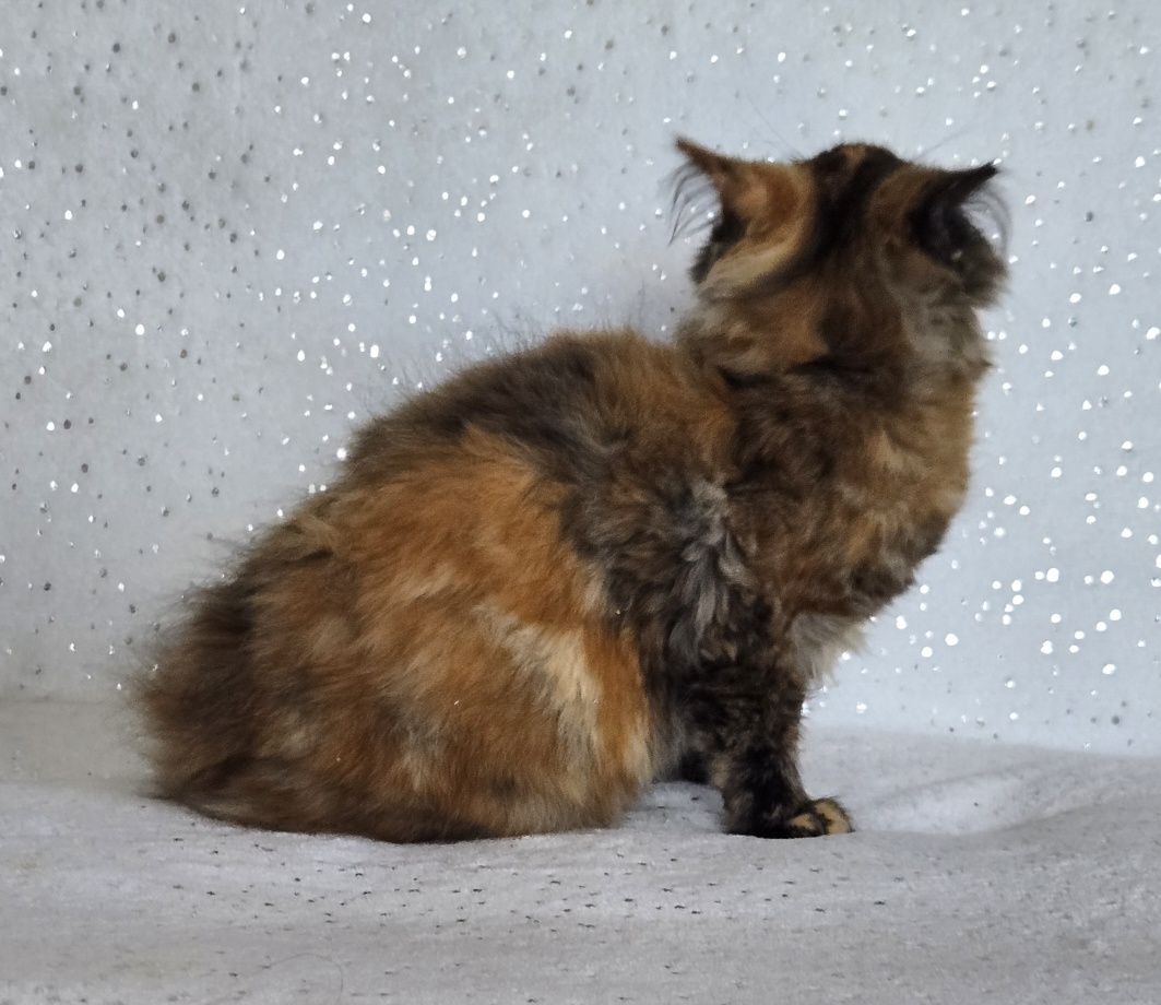 Maine Coon kotka gotowa do odbioru