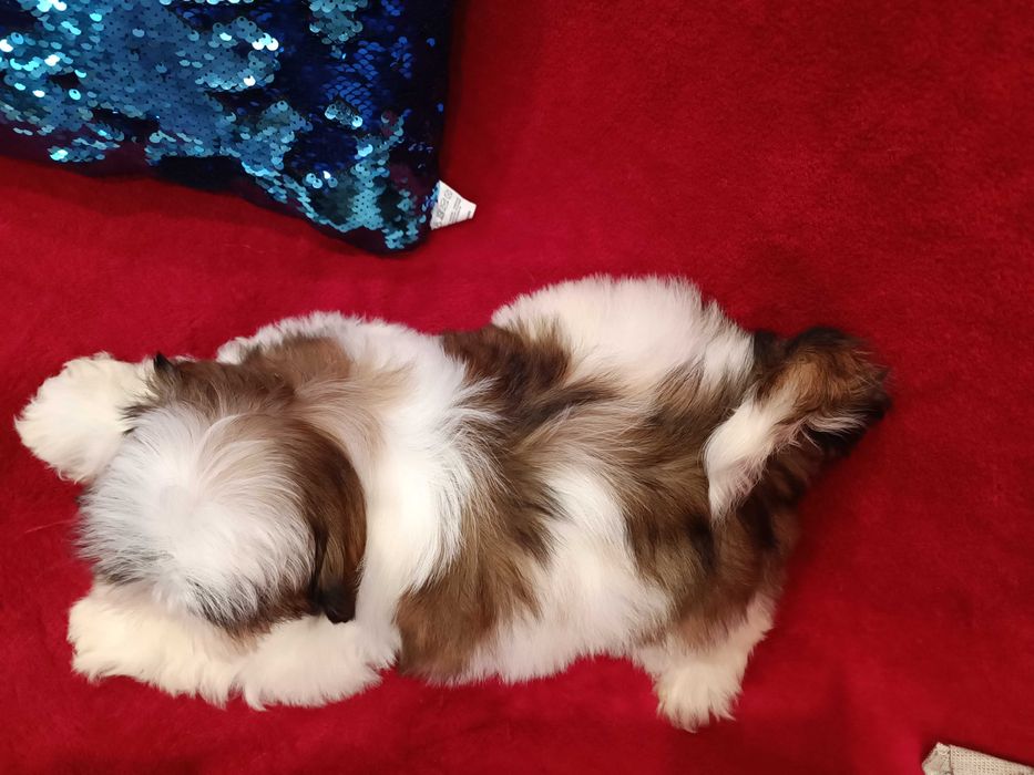 Неймовірні дівчата ши тцу у найкращі ручки КСУ ( FCI )