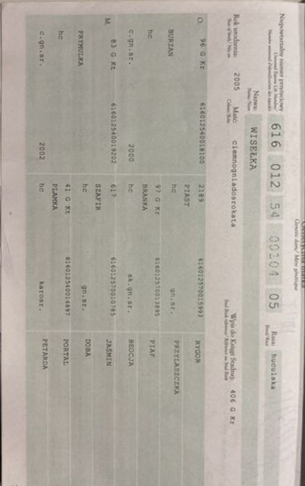 Sprzedam klacz huculską -źrebna