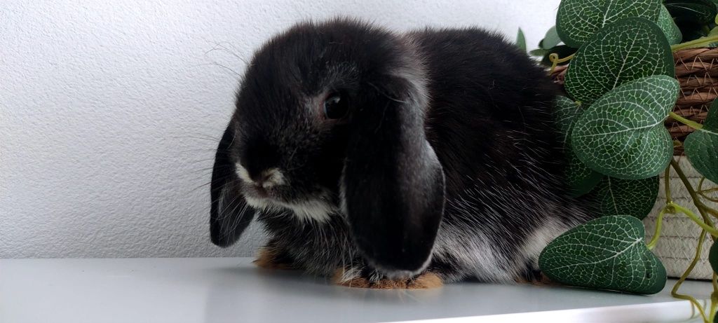 Mini Lop królik gotowe do odbioru