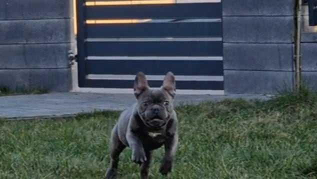 Buldog Francuski