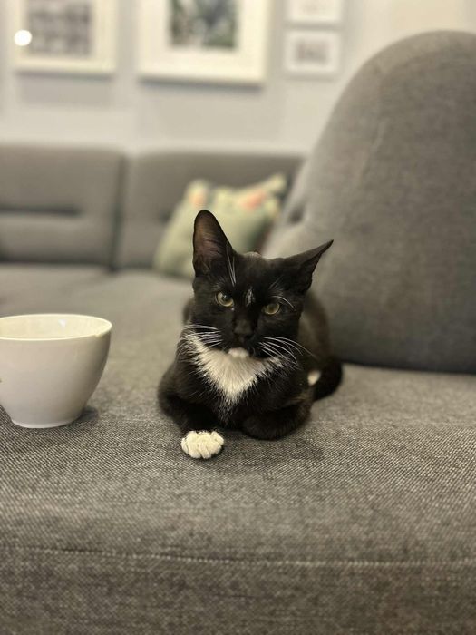 Kotki szukają dobrego domu