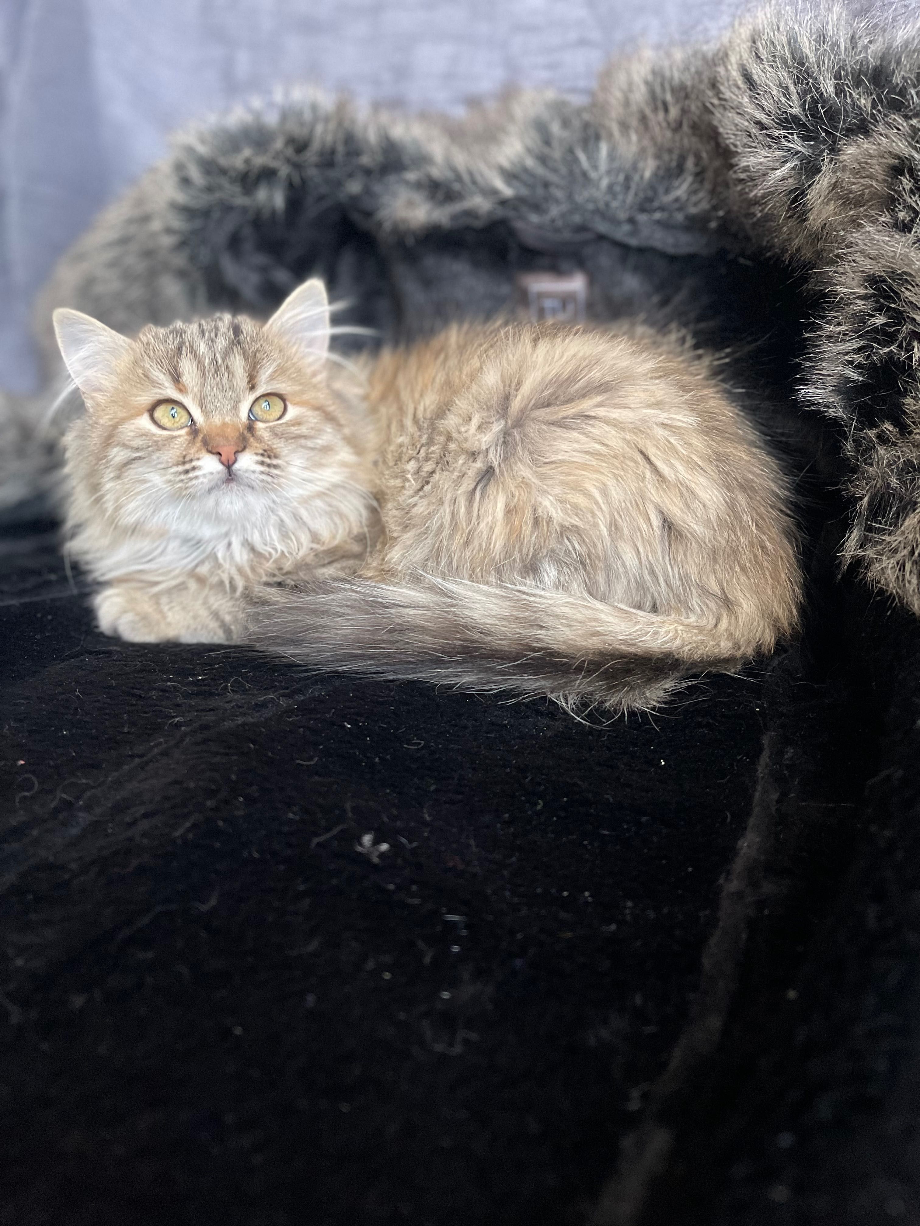 Котята котики красивый котенок до года