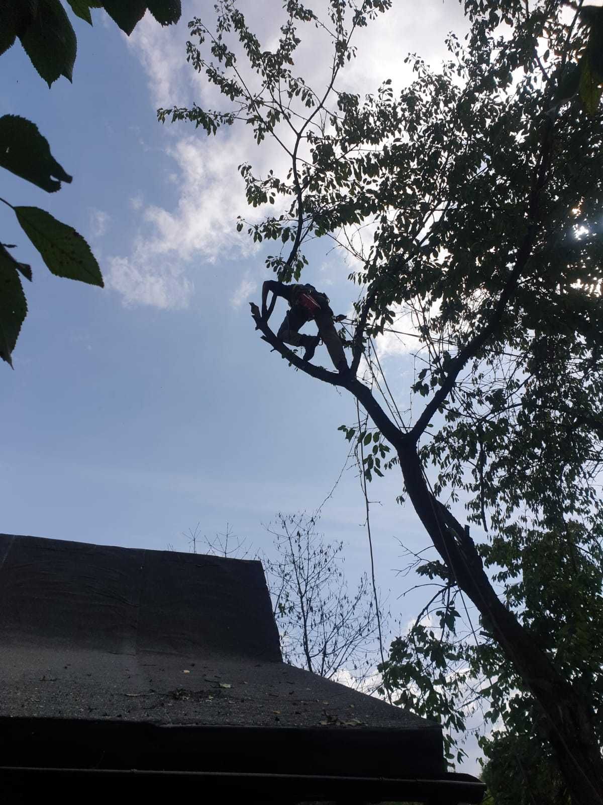 Wycinka drzew metodą alpinistyczną, wycinanie drzew, przycinanie.