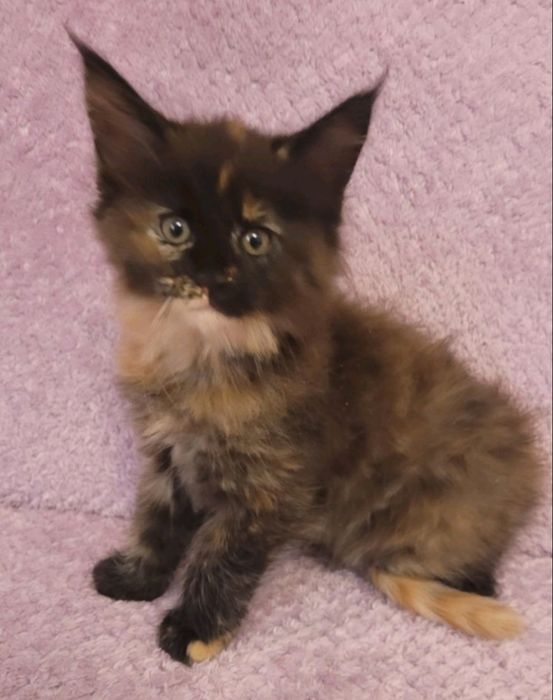 котята мейн-кунов из  международного питомника