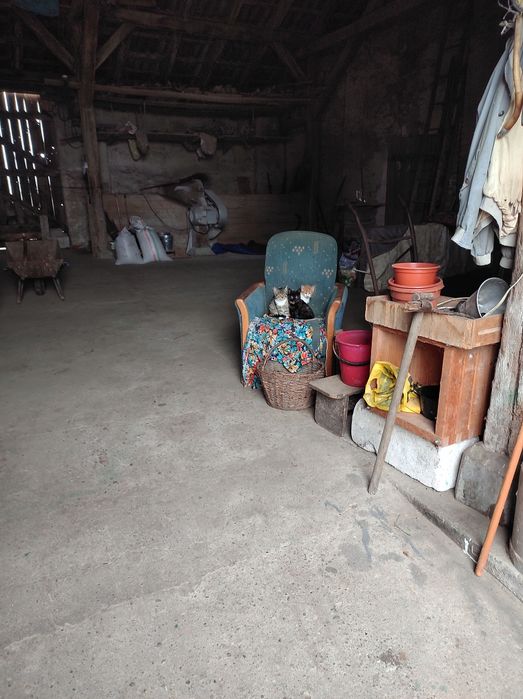 PILNE! Małe szkraby do adopcji