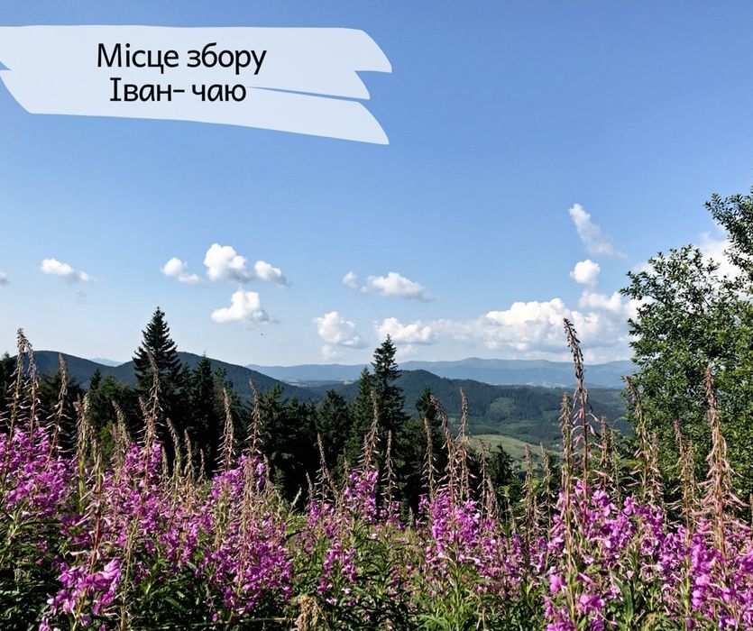 100грам-90грн Иван Чай чорный листовой ферментированный,іван чай 2025