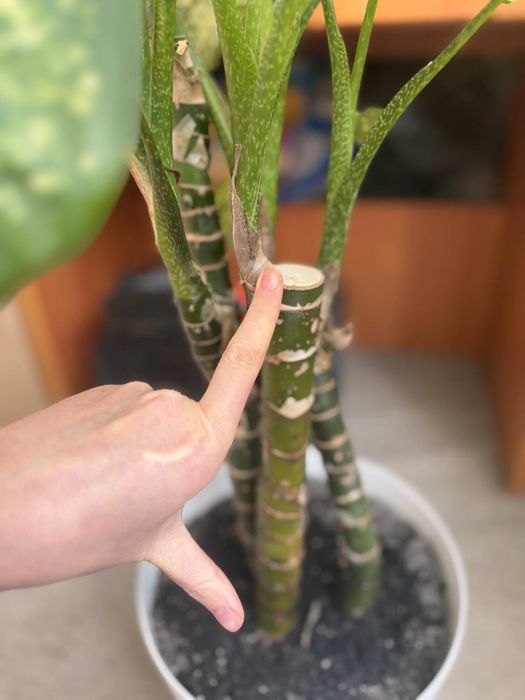 Дифенбахія (Dieffenbachia), диффенбахія кімнатна офісна рослина