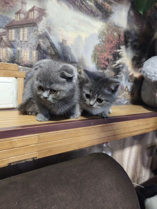 Продам шотландських котят