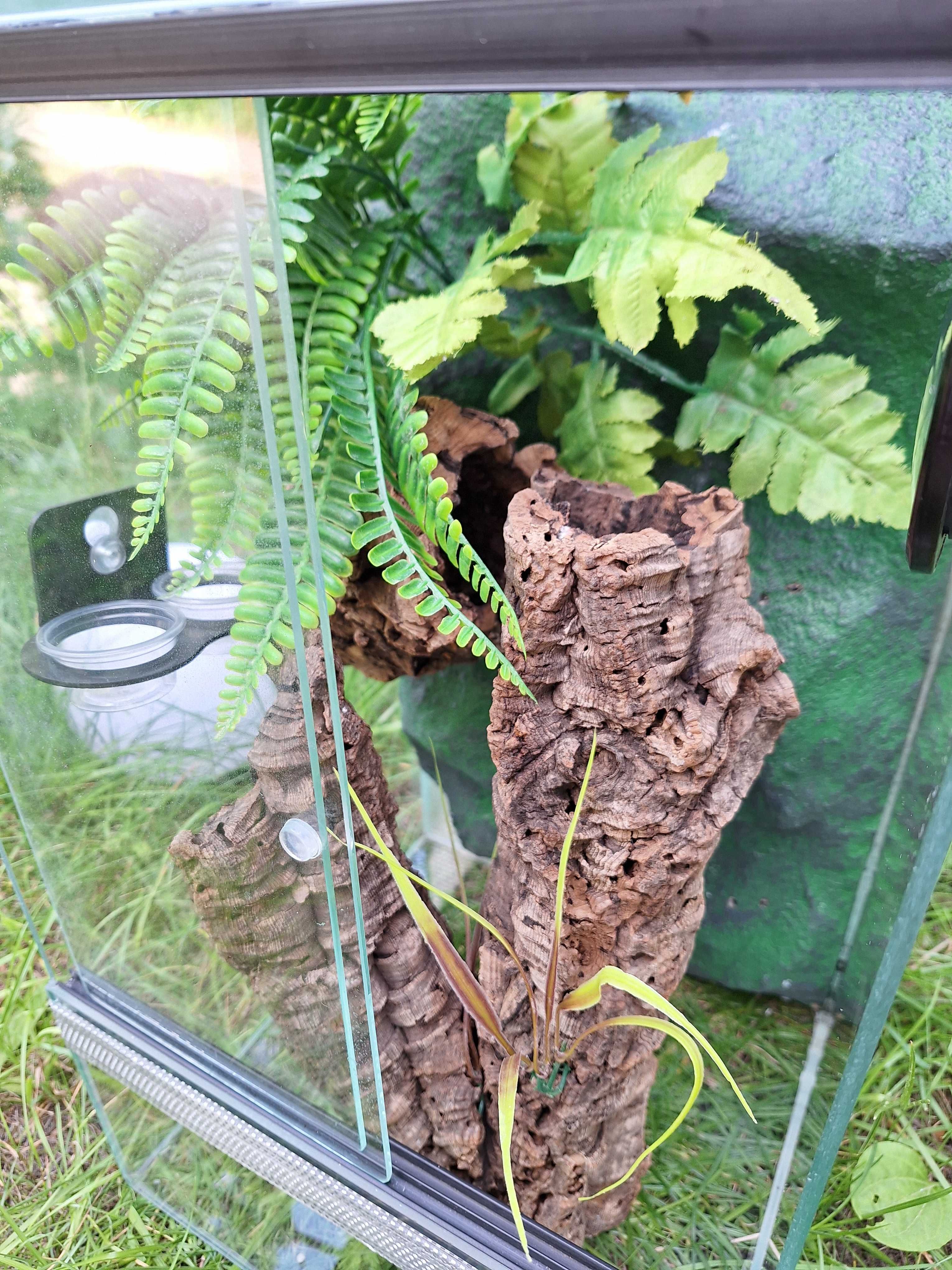 Terrarium szklane ze ścianką