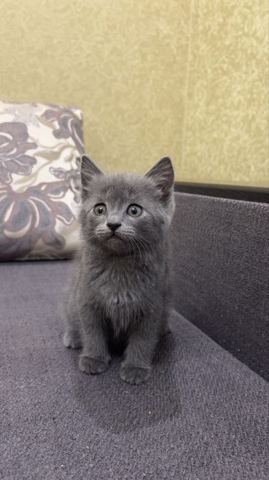 Віддам кошенят у добрі руки