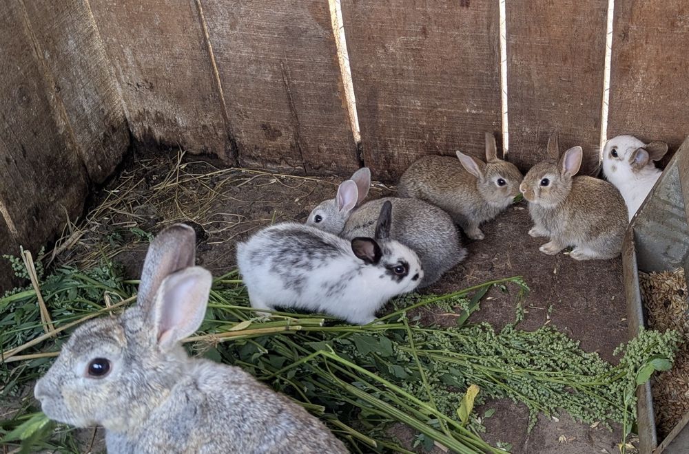 Króliczki miniaturki