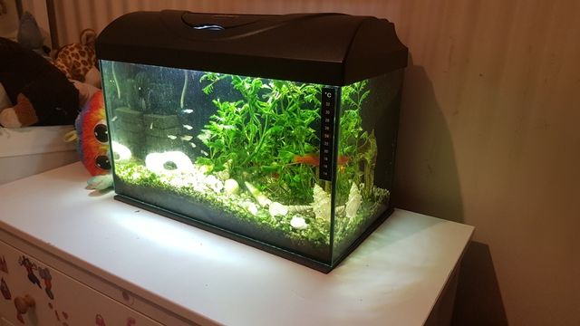 Kompletne akwarium z rybkami