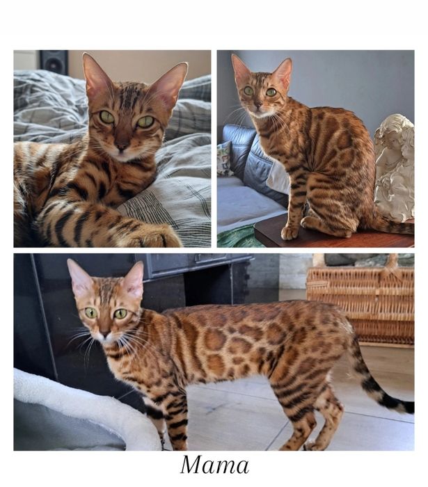 Kot bengalski kocurek bengal