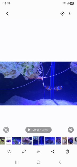 Krewetka Lysmata amboinensis – 2szt.