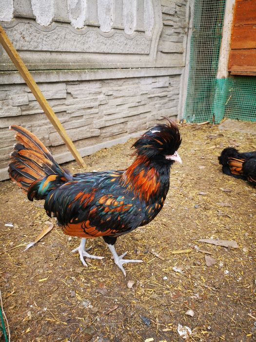 CZUBATKA kogut z kwietnia 2025