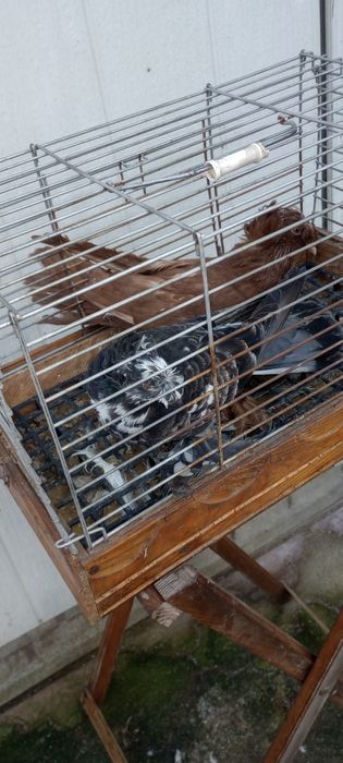 Gołębie ozdobne Turkoty niemieckie dwuczube Sztrasery