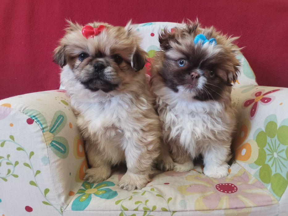 Pekińczyk Szczeniak Tricolor Nie Shih Tzu