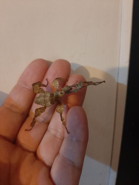 Straszyk australijski