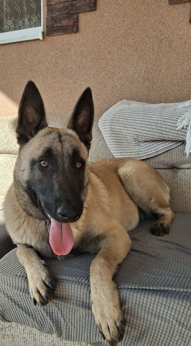 Подарую дівчинку бельгійська вівчарка малінуа