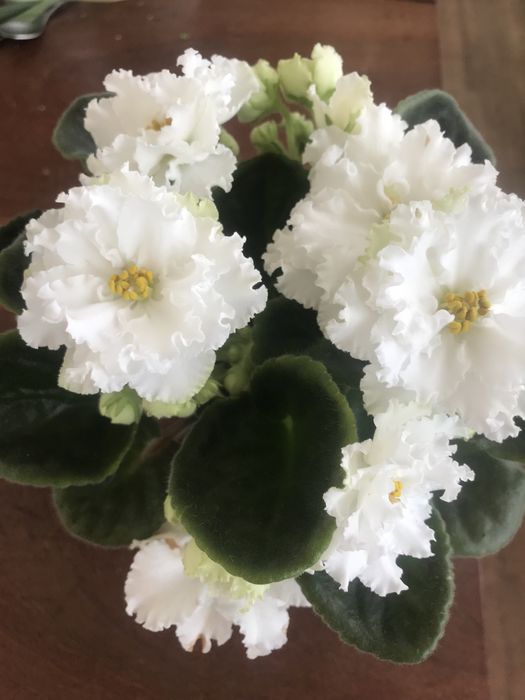 Продам фиалки цветущие