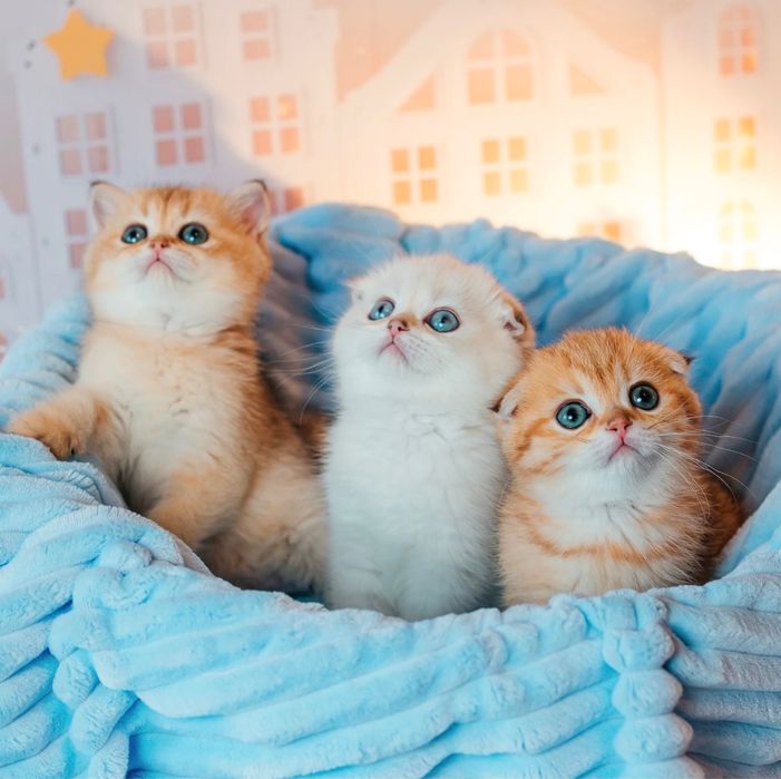 Шотландские котята с документами. Золотая шиншилла. Видео