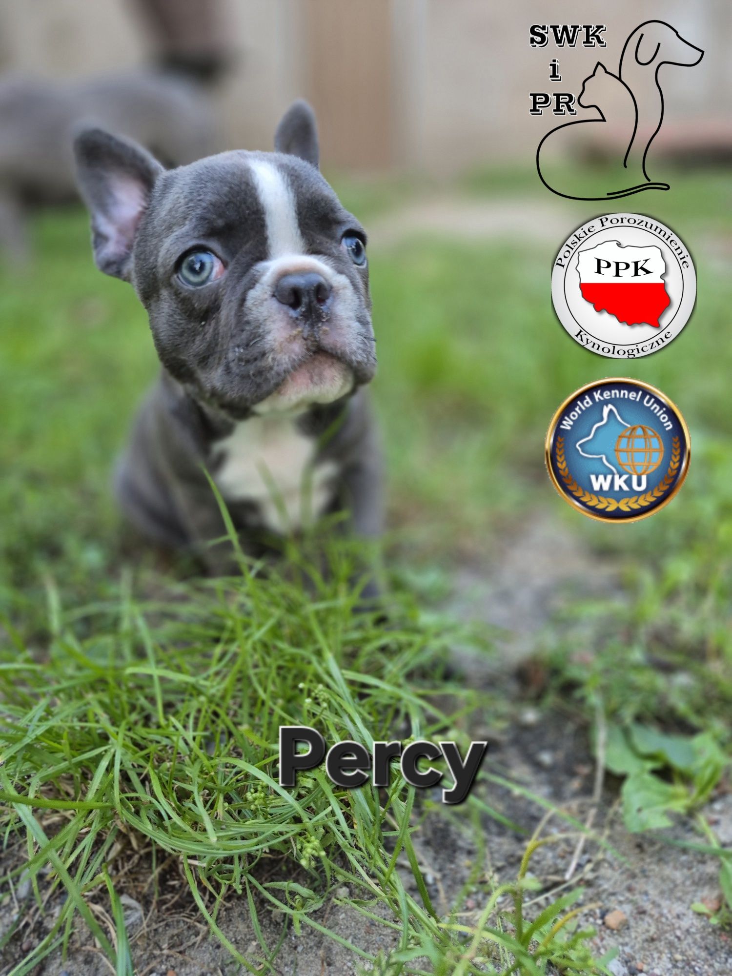 Buldog Francuski niebieski/blue piesek Percy