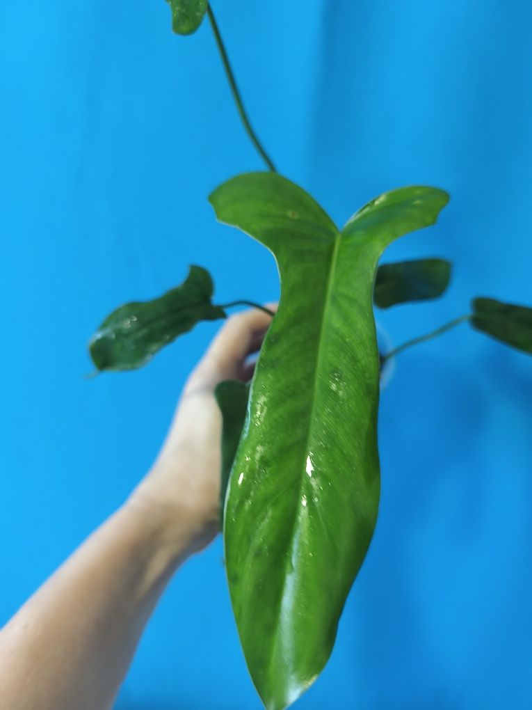 Філодендрон Longilobatum Lelano Miyano